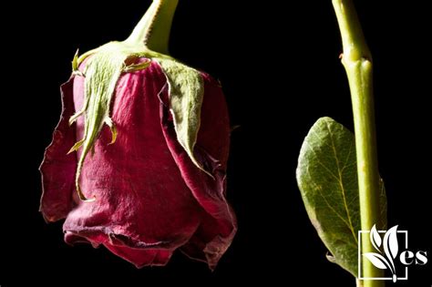 Wilted Rose Find Out Why Rose Plants Wilt And How To Revive Them