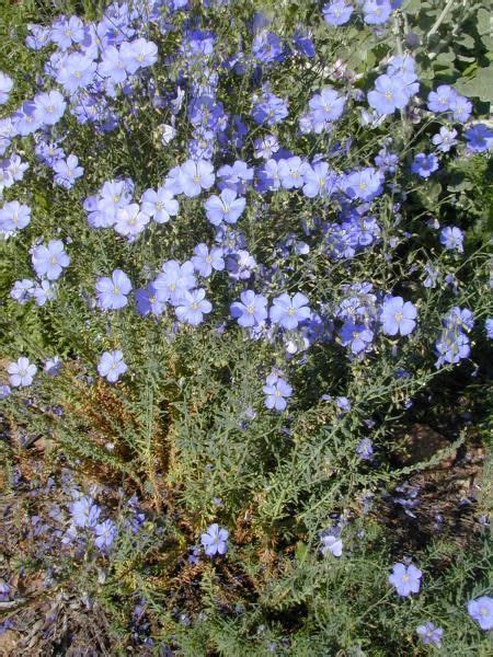 Linum Lewisii Blue Flax Seed Xeriscape Plants