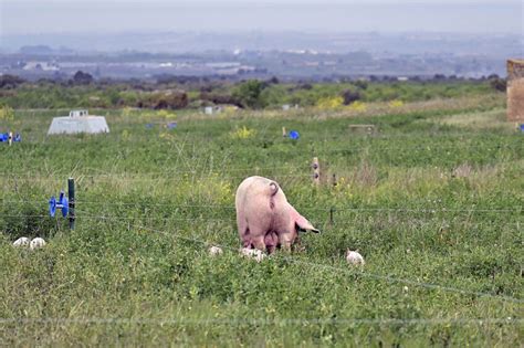 Organic Pig Farming With Rapid Field Rotation Pig Progress