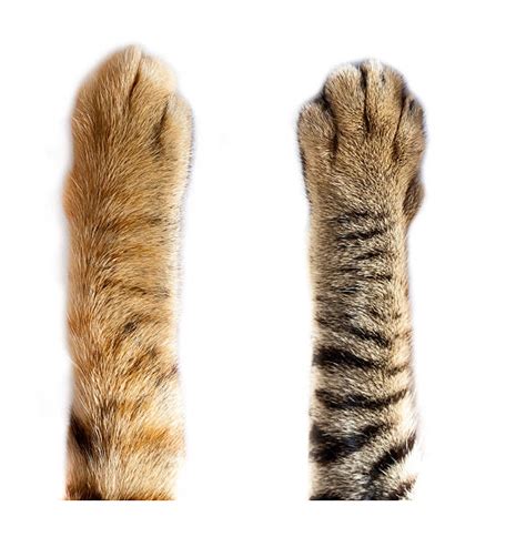 Cat Paw Stock Photos Pictures And Royalty Free Images Istock