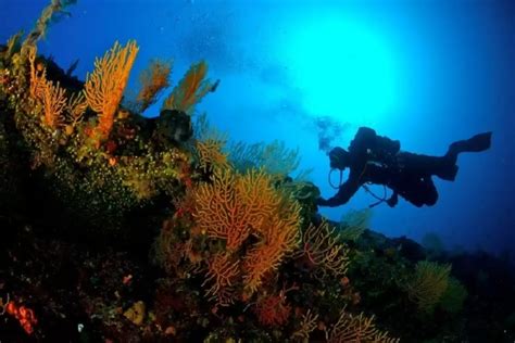 Scuba Diving In Zadar Region