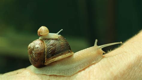Breeding Snails Is A Slow Slimy And Sexy Business For One Queensland