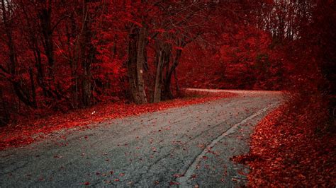 1366x768 Red Leaves On Road Autumn Season 1366x768 Resolution Hd 4k