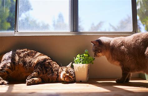 Cats love to nibble on plants, however, there are many common houseplants that are toxic to cats. Cat Friendly Plants (and Which Ones to Avoid) | Zoetis Petcare