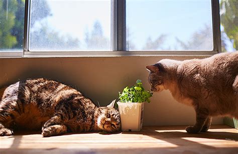 We did not find results for: Cat Friendly Plants (and Which Ones to Avoid) | Zoetis Petcare