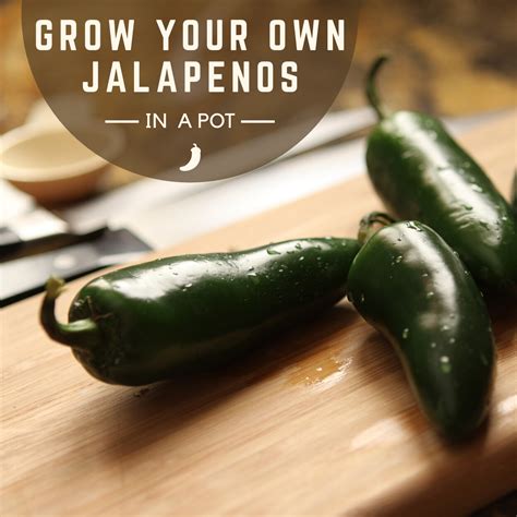 How To Grow Jalapeños In A Pot Or Container From Seed Growing
