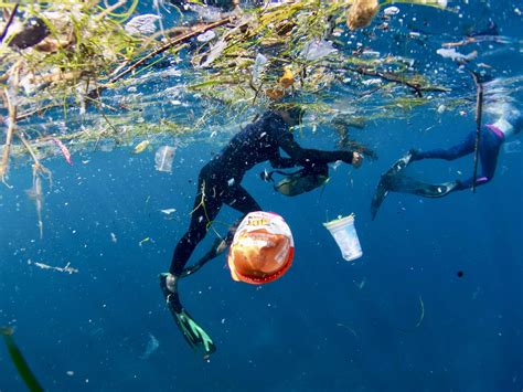 Microplastics And Manta Rays Whats In The Water — Marine Megafauna