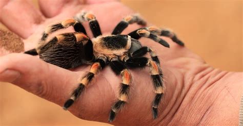 The Top 8 Most Dangerous Spiders Of North America A Z Animals