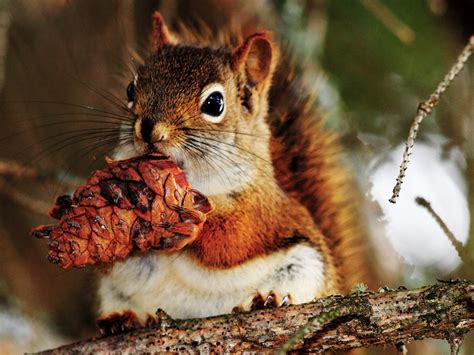 Forest Elf Cute Squirrel Hd Wallpapers Picture 07 Preview