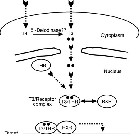 Diagram Summarizing The Molecular Mechanisms Of Thyroid Hormone Action
