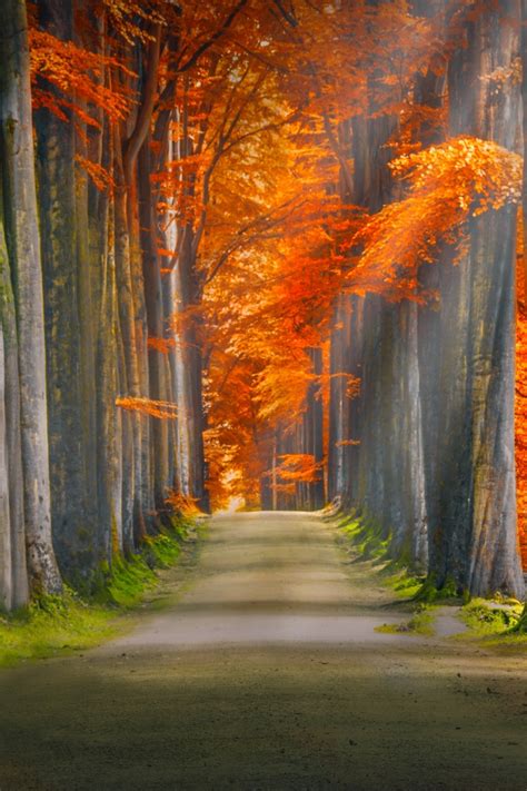 Forest Path Wallpaper 4k Trunks Trees Woods Autumn Leaves Road