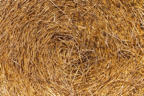 Hay Texture Dry Yellow Straw Grass Background Stock Photo Image Of
