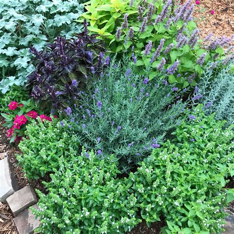 Growing An Herb Garden Beautiful And Ornamental Herbs For The Garden