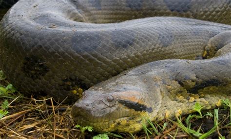 The Terrifyingly Large Green Anaconda Is The Worlds Biggest Snake