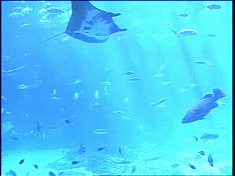 Live Aquariums Screensaver 11 Free Download
