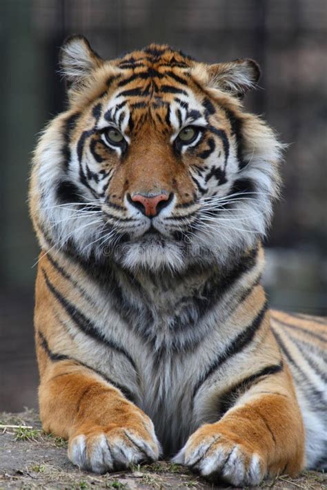 Tiger Face Stock Photo Image Of Close Portrait Animal 5678510