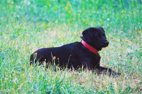 Dog Lying In The Grass Free Stock Photo Public Domain Pictures
