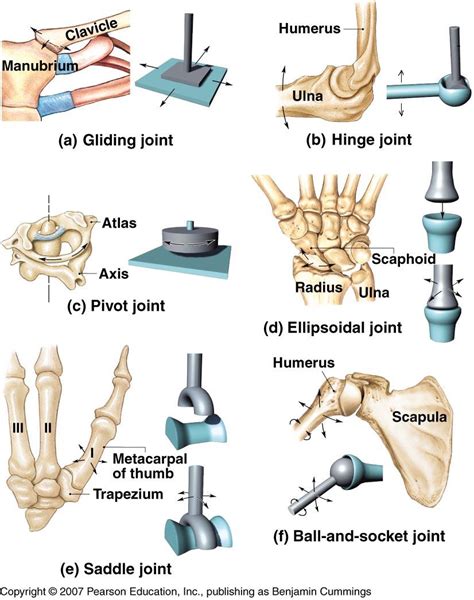 Study flashcards on ap chapters 17 18. فیزیوتراپی (Physiotherapy): مفاصل سینوویال ( Synovial joints)