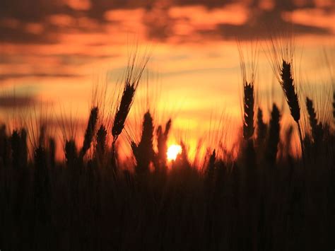 Washington Wheat Fields At Sunset Smithsonian Photo Contest