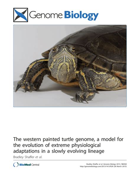 The Western Painted Turtle Genome A Model For