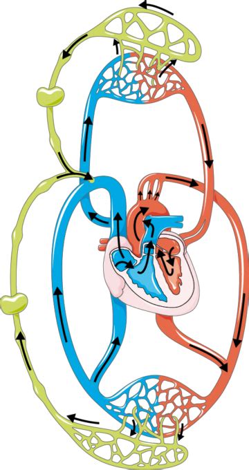 Lymphatic Circulation Servier Medical Art