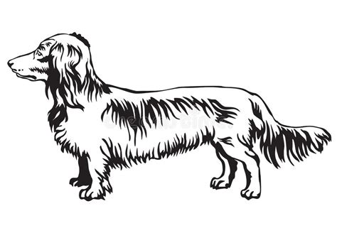 Long Haired Dachshund Silhouette Stock Illustrations 29 Long Haired Dachshund Silhouette Stock
