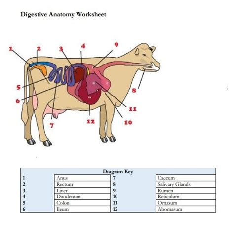 Printable Cattle Digestive Anatomy Worksheet And Practice Pages