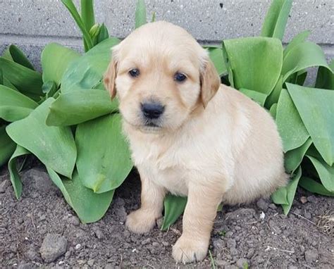 The man responsible for this illustrious breed, lord tweedmouth annual cost of owning a golden retriever puppy. Golden Retriever Puppy for Sale - Adoption, Rescue for ...