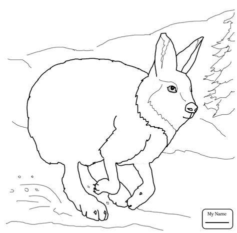 Jack Rabbit Drawing at GetDrawings | Free download