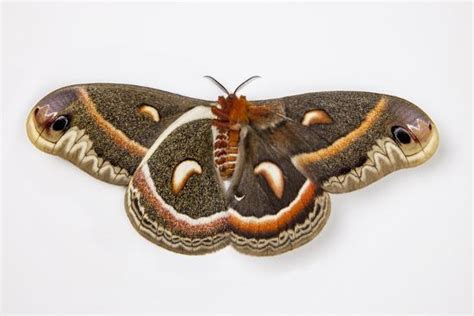 Cecropia Silk Moth Female Comparing Upper And Underside Wings