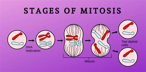 The Stages Of Mitosis Science Trends