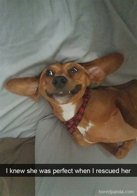 These Are The 30 Funniest Dog Snapchats We Have Ever Seen