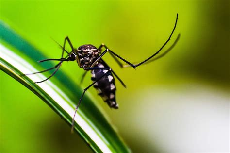 40 Surprising Mosquito Facts About The Worlds Deadliest Animal