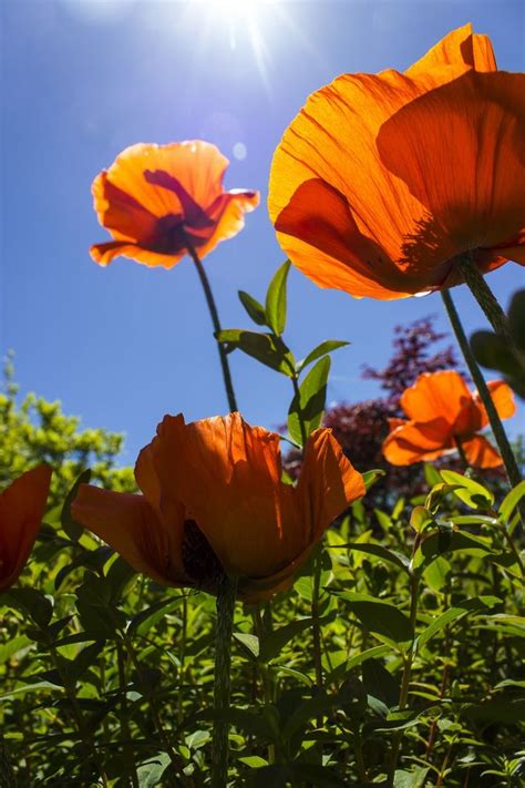 500 Poppies Pictures Hd Download Free Images On Unsplash In 2020