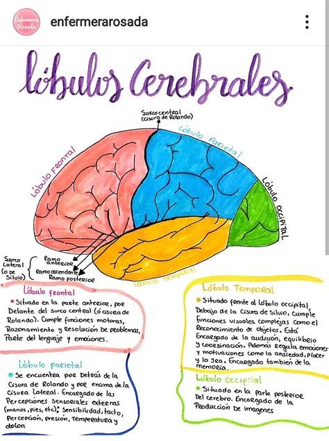 lóbulos cerebrales Cosas de enfermeria Oposiciones auxiliar de