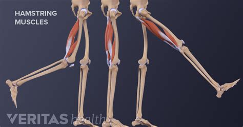 Hamstring Muscles Anatomy Radiology Anatomy Structure