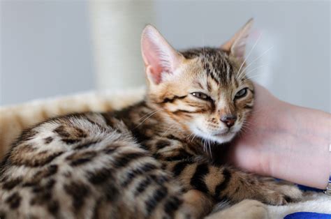 The Bengal Cat Has Not So Distant Wild Relatives Healthy Paws Pet