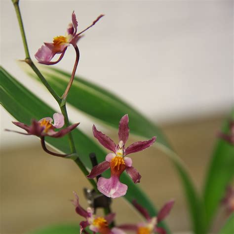 Orchidee Oncidium Katrin Zoch Gestreiftes Blatt Online Kaufen Bei