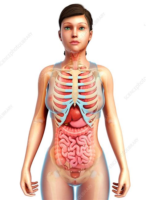 What type of bone classification is the… sternum anteriorly, thoracic vertebrae posteriorly, and 12 pai… important organs of the respiratory system and vital structure… marrow biopsy. Female ribs and body organs, illustration - Stock Image ...