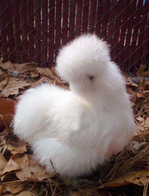 17 Animals With Long Hair And Gigantic Hairstyles