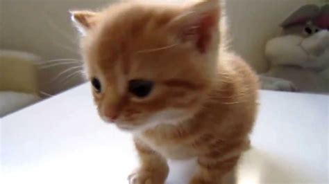 Small Kitten Tries To Meow Doovi