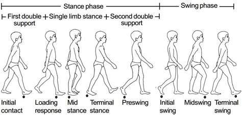 Human Gait Cycle Adapted From Vaughan Et Al 1999 Download