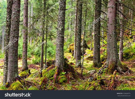 Mossy Pine Forest On The Mountain Stock Photo 103669079 Shutterstock