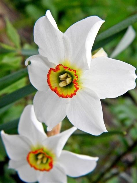 The most common black center flower material is glass. Welche Frühlingsblumen blühen wann?