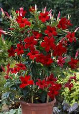 Photos of Hibiscus Climbing Vine