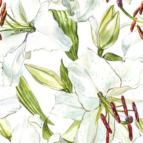 Seamless Floral Pattern Watercolor White Lilies Hand Drawn Botanical
