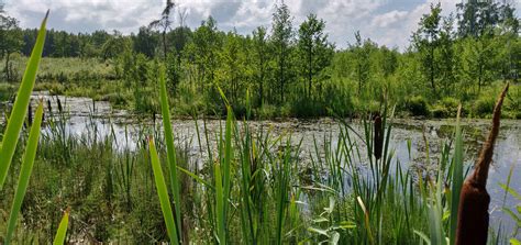Free Images Swamp Lithuania Wetland Water Plants Wild Summer