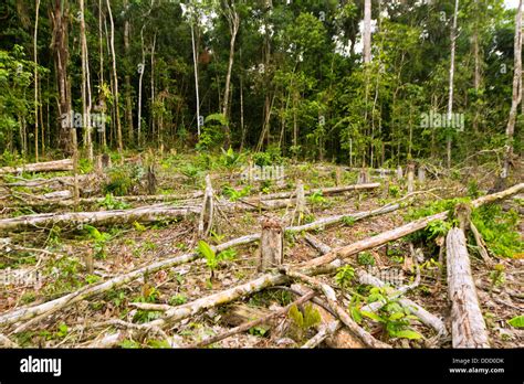 Rainforest Agriculture Hi Res Stock Photography And Images Alamy
