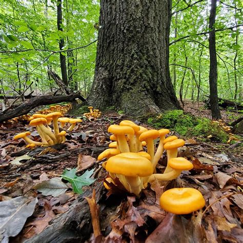 Glow In The Dark Mushrooms Spotlight On Eastern Jack O Lantern