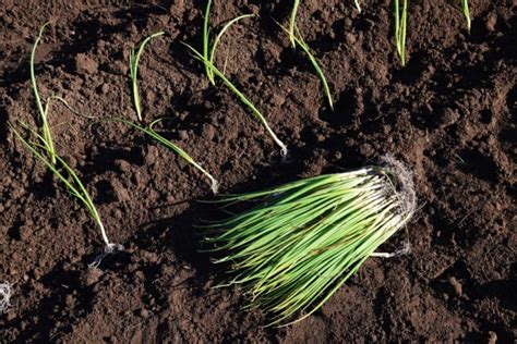 Onion Seedlings Top Tips On Planting And Growing